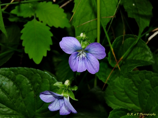 {Viola cucullata}
